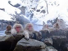 Macaques 'taking a bath'