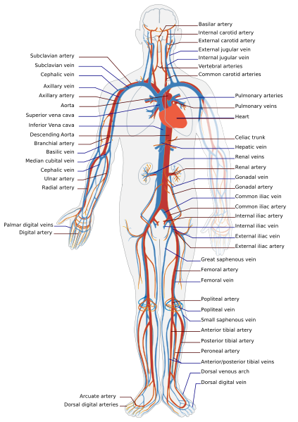 Circulatory system in humans