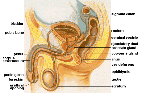 File:Male anatomy.png