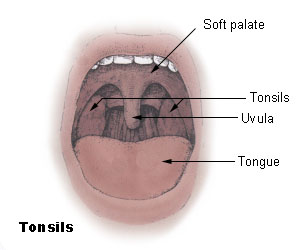File:Uvula diagram.jpg