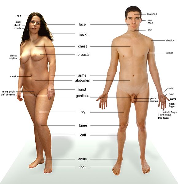Human anatomy.jpg