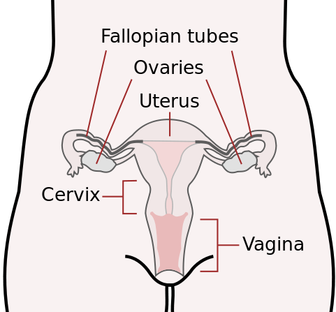 File:Female reproductive system.png