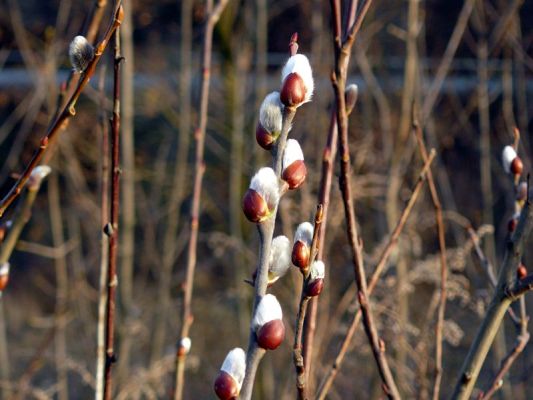 File:Pussy willow1.jpg