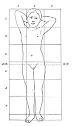 Body proportions of a 7-year-old girl.