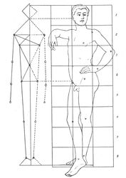 Body proportions of an 18-year-old man.