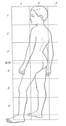 Body proportions of a 7-year-old boy.
