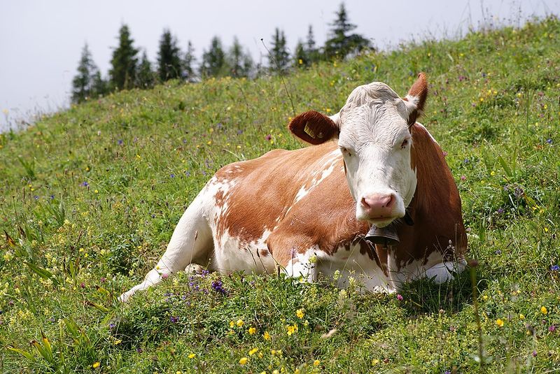 File:Cow (Fleckvieh breed).jpg