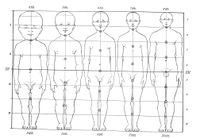 Relative body proportions of a newborn, a 2-year-old, 6-year-old, 12-year-old, and 25-year-old.