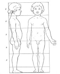Body proportions of a 3-year-old boy in side and front view.