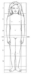 Body proportions of a 8-year-old girl in front view.
