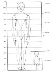 Body proportions of an adult and a newborn.