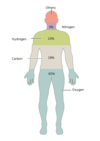 Elements of the Human Body.02.svg.png
