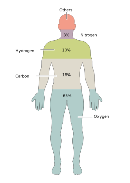 File:Elements of the Human Body.02.svg.png