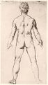 Male nude, rear view. Study by Leonardo da Vinci.