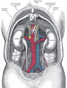Position of kidneys, view from behind with spine removed.