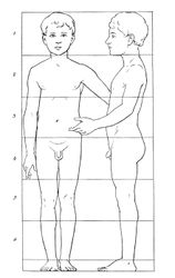 Body proportions of a 7-year-old boy in front and side view.