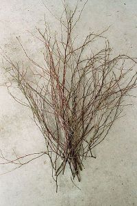 2. Twigs with leaves removed.