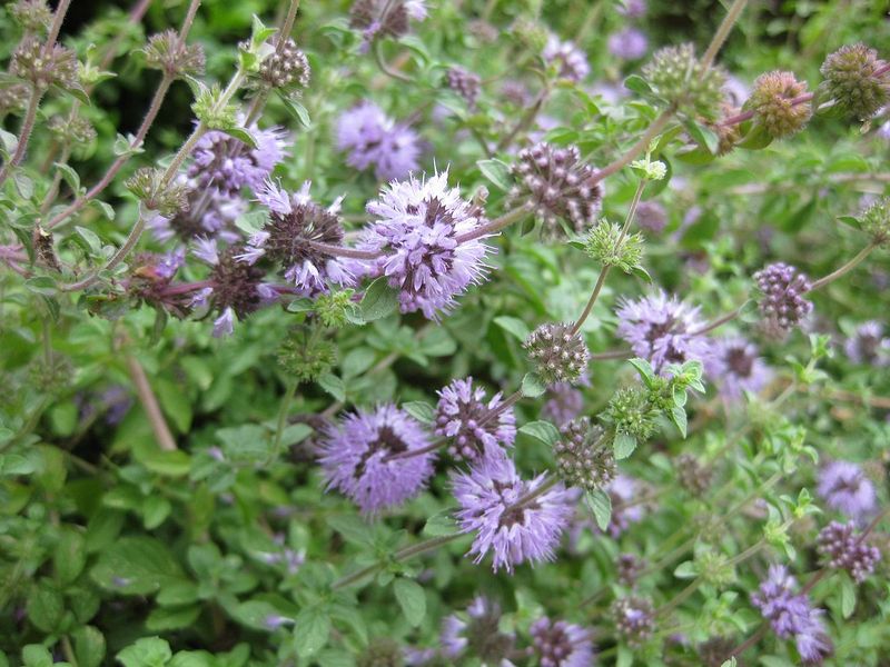 File:Pennyroyal.jpg