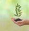 Sapling.jpg