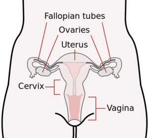 Female reproductive system.png